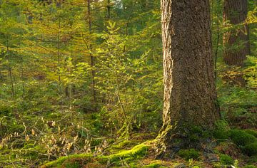 Speulder and Spielder forest (Netherlands) by Marcel Kerdijk