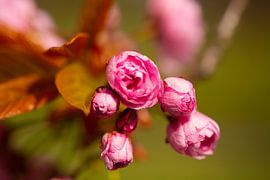 donker roze bloesem bloemetjes van een bloesemboom van Margriet Hulsker