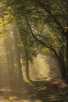 Zonlicht door de bomen in het bos van Einde Gooi te Hilversum van Phillipson Photography