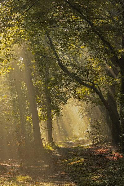 Lumière du soleil à travers les arbres dans la forêt de Einde Gooi à Hilversum par Phillipson Photography