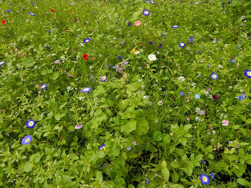 bloemen in het groen