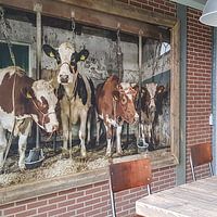 Kundenfoto: Kühe im alten Kuhstall von Inge Jansen, auf fototapete