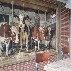 Kundenfoto: Kühe im alten Kuhstall von Inge Jansen, auf fototapete