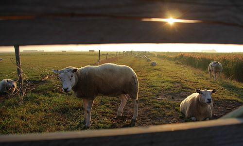 Texel Landschap 036