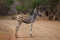 Zebra in het Kruger National Park