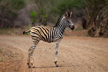 Zebra in het Kruger National Park van Annelies Webbe
