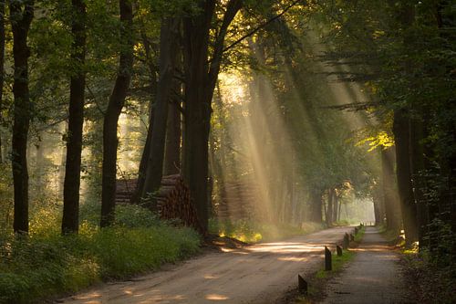 Zon Harpen over een bospad