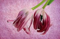 Tulpen kopfüber von Roswitha Lorz Miniaturansicht