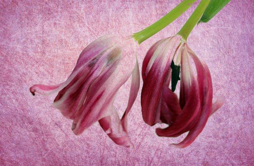Tulipes à l'envers par Roswitha Lorz