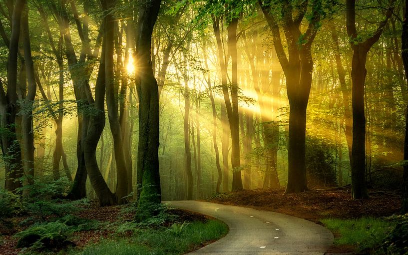 Sunrise in the Speulder forest by Rob Sprenger