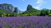 Lavendelveld in Drôme Provençale Frankrijk van Foto Amsterdam/ Peter Bartelings thumbnail
