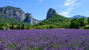 Lavendelveld in Drôme Provençale Frankrijk van Foto Amsterdam/ Peter Bartelings