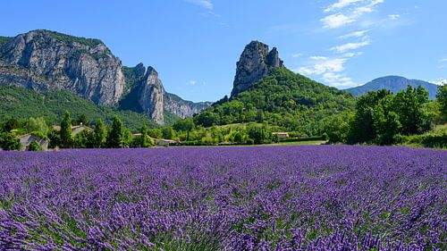 Lavendelveld in Drôme Provençale Frankrijk