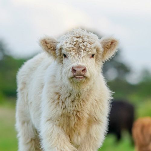Schotse hooglander op Lentevreugd
