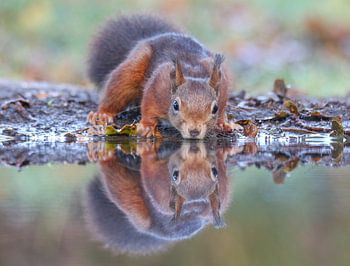 Mirrored squirrel
