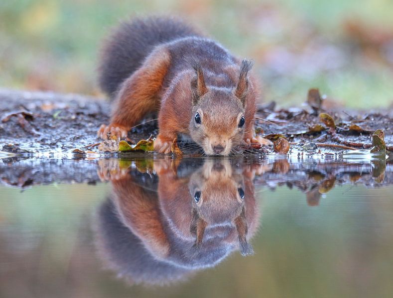 Verspiegeltes Eichhörnchen von Jasper Kok