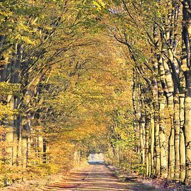 Old romantic avenue of trees in autumn in Drenthe by Ans Houben