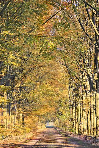 Old romantic avenue of trees in autumn in Drenthe