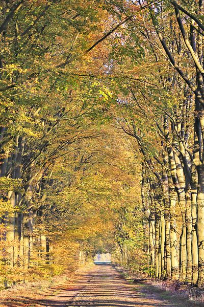 Old romantic avenue of trees in autumn in Drenthe by Ans Houben