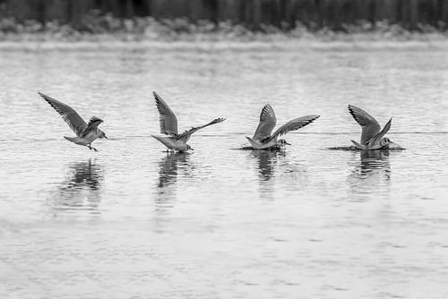 Kun jij landen  meeuw fine art