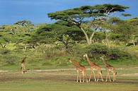 Giraffen onder de acacia van Anja Brouwer Fotografie thumbnail