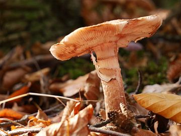 Pilz im Wald im Herbst von Judith van Wijk
