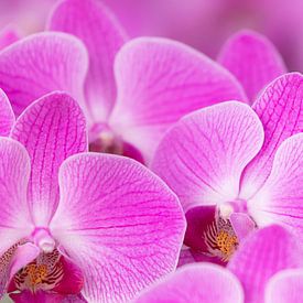 Rosa Orchideen von Bas Alstadt Fotografie