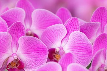 Roze orchideën