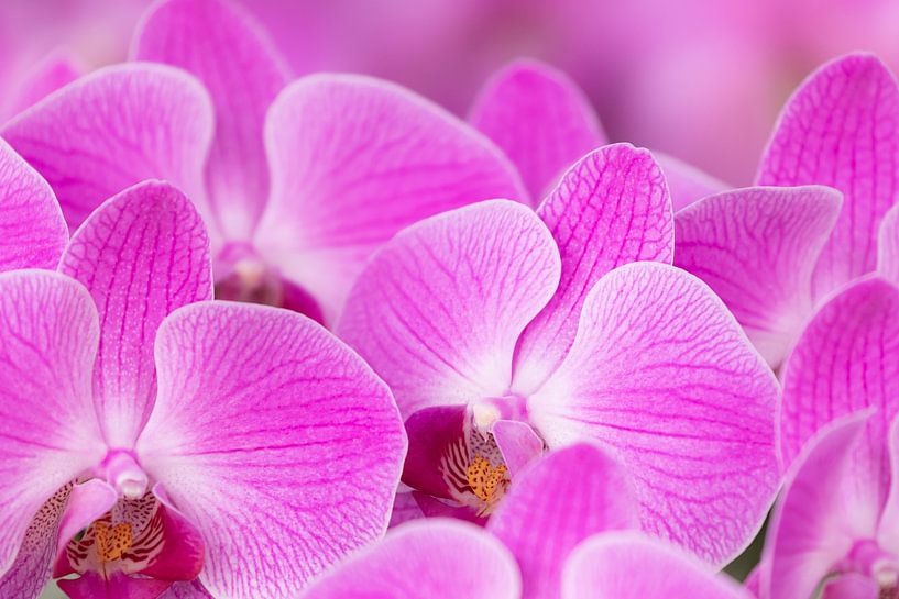 Roze orchideën van Bas Alstadt Fotografie