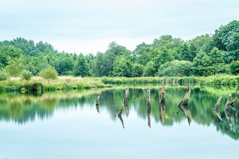 The reflection of the drowned forest by Tina Linssen