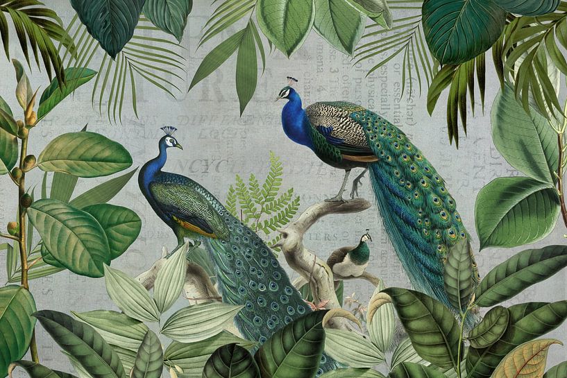 Majestueuze Pauwen in de Jungle en Vintage Typografie van Andrea Haase
