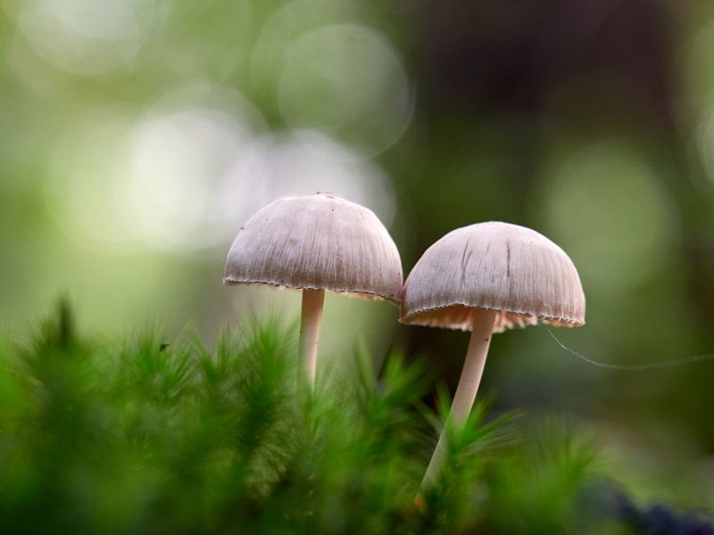 Twin by Leon Fotografie