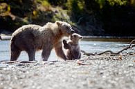 Grizzlybär und ihr Junges von Menno Schaefer Miniaturansicht