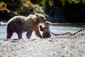 Grizzly et son ourson sur Menno Schaefer