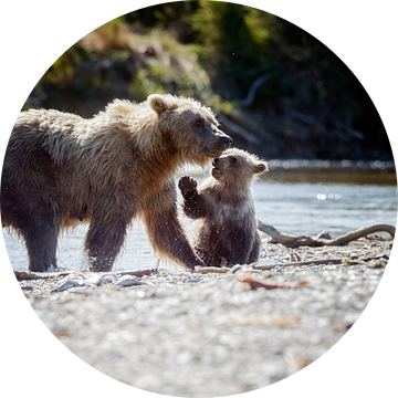 Grizzly beer en haar jong van Menno Schaefer