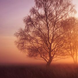 Strabrechtse Heide 177 von Deshamer