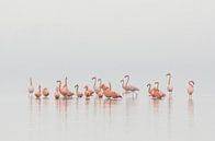 Flamingo's in Nederland van René Vos thumbnail