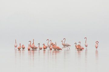 Flamingo's in Nederland van René Vos