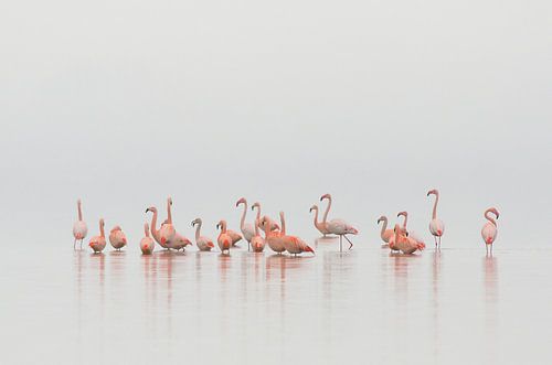 Flamingo's in Nederland