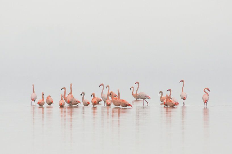 Flamingos in den Niederlanden von René Vos