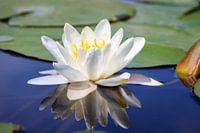 Witte waterlelie in het water met reflectie