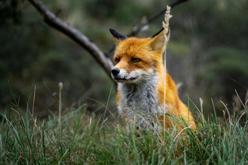 Sammie king of the Amsterdam Water Supply Dunes by Arno van der Poel