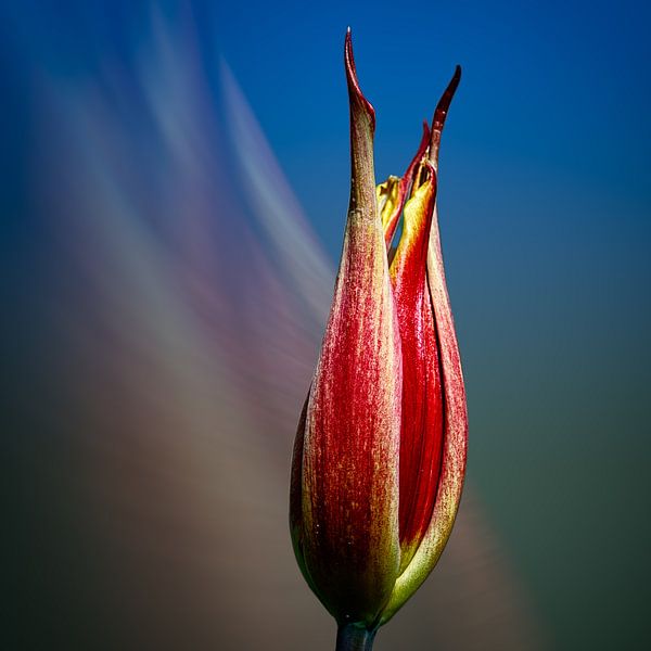 tulipe en bleu par Dick Jeukens