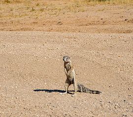 Cape Bristle Squirrel in the Kalahari of Namibia, Africa by Patrick Groß