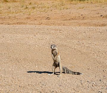 Kaapse eekhoorn in de Kalahari van Namibië, Afrika van Patrick Groß