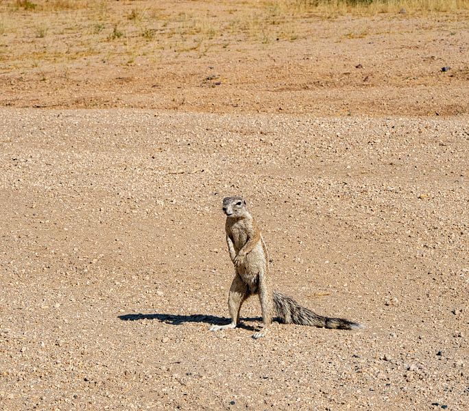 Kap-Borstenhörnchen in der Kalahari von Namibia, Afrika von Patrick Groß