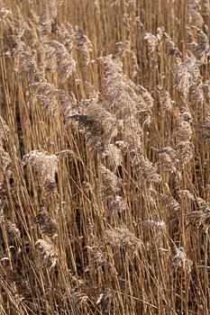 Fijn riet in de winter