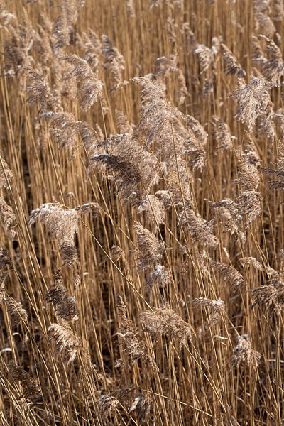 Herbe de la pampa au bord d&#039;un lac 2 par Adriana Müller