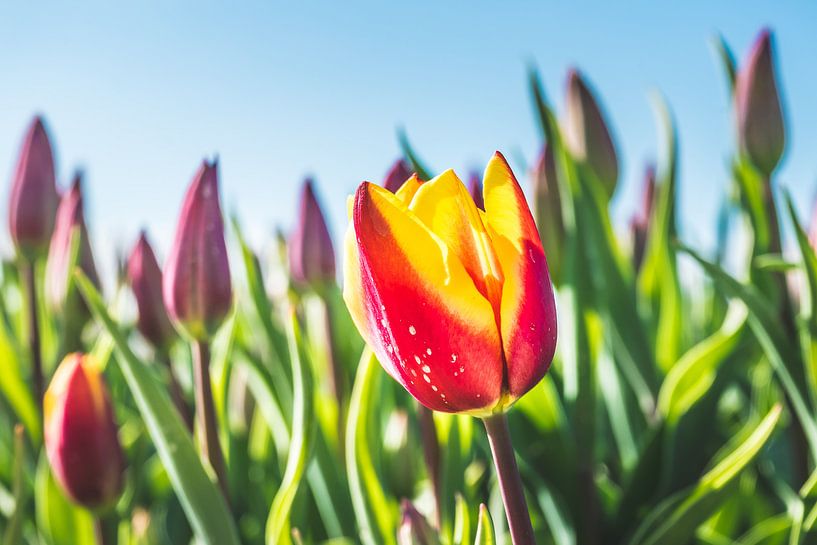 Tulpen von rosstek ®