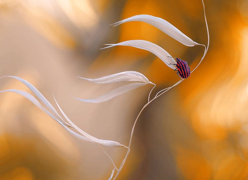 Westwind... von Thierry Dufour
